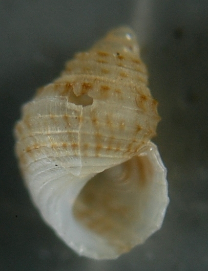 El Palo. detritro playa. Juvenil Alvanias